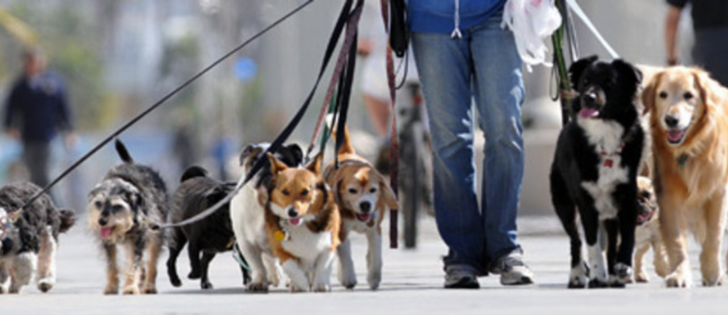 Dog Walking Jobs Orange County Ca