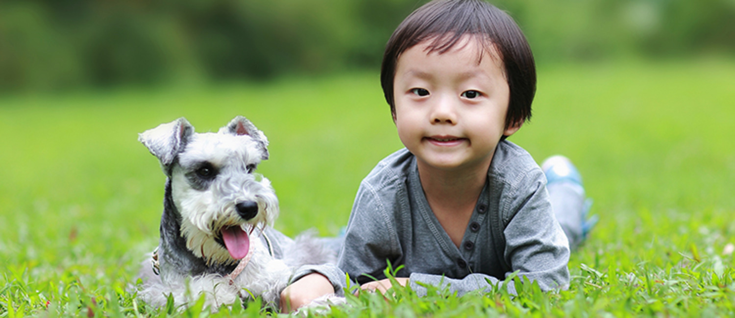 Dog babysitter clearance