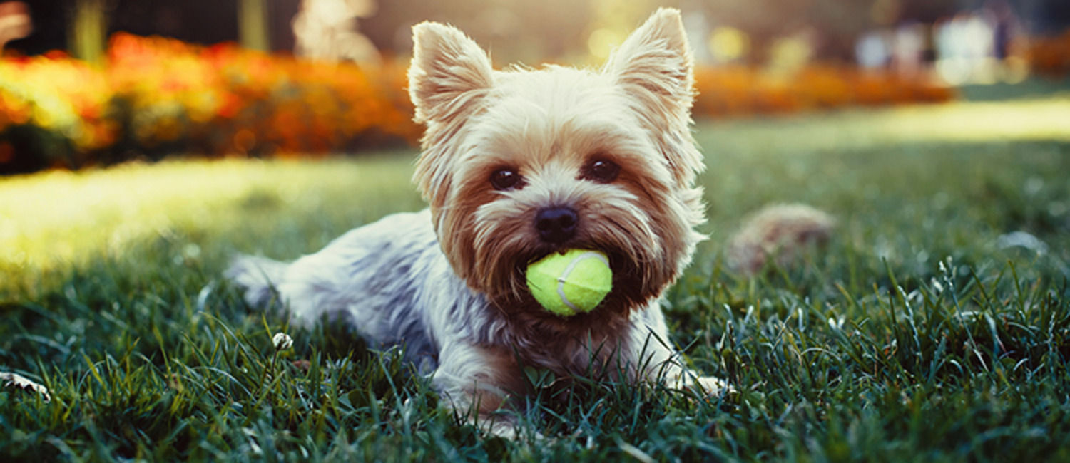 Part Time Jobs Dog Sitting